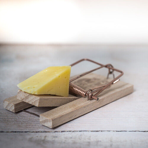 mouse trap with cheese wedge